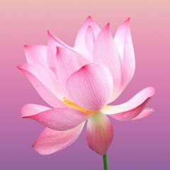 Анна Кац, Обнинск