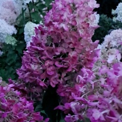 Biruta Daniva, 25.07.1980, Preiļi