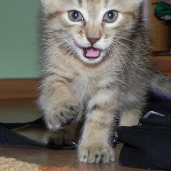 Света Дмитренко, 02.06.1986, Киев