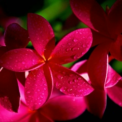ရာဇ သံ, 21.04.1992
