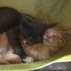 Фёдор Ямщиков, Санкт-Петербург