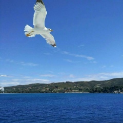 Виолетта Кучер