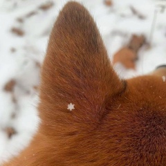 Ксения Садчикова, 11.01, London