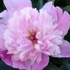 Ирина Шашурина, Казань