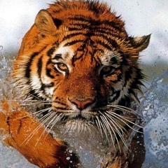 Андрей Пашков, 12.02.1974, Ижевск