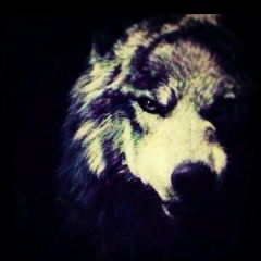 Талей Гусейнов, 01.01, Москва