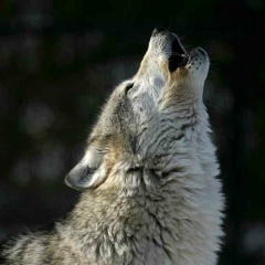 Islam Gaibov, 01.01.2008