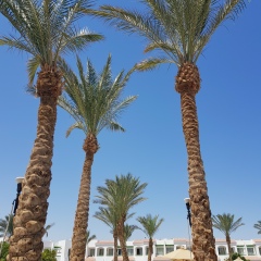 Алибек А, 04.01.1988, Алматы