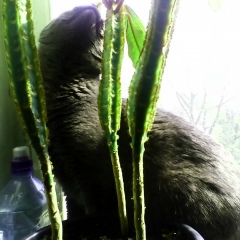 Танечка Малютка, 13.08, Москва