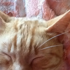 Саина Манко, 18.05.1992