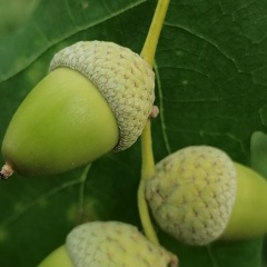 Ольга Шелкова, 27.09