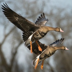 Андрей Гусев, 14.12.1981, Новосибирск