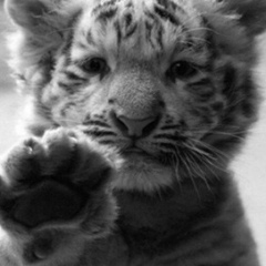 Ахмед Исаев