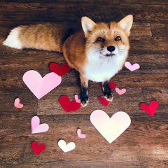 Татьяна Воронова, 16.01, Красногорск