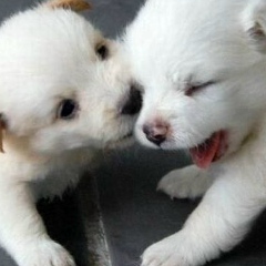 Guliy Abilova, 04.07.1997, Нукус