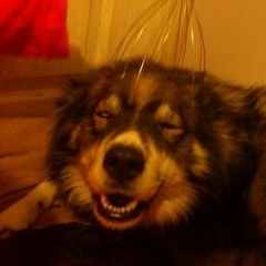 Санал Бадминов, 23.02.1988, Элиста