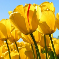 Елена Столярова