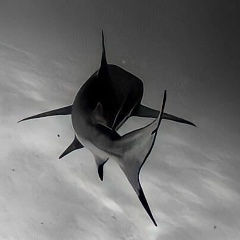 Ислам Исмаилов, Ростов-на-Дону