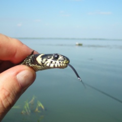 Михаил Рудаков, 27.11, Днепр (Днепропетровск)