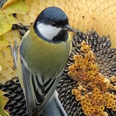 Зайнаб Ахмедова, 09.10