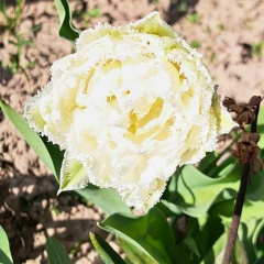 Екатерина Павлова, 26.05