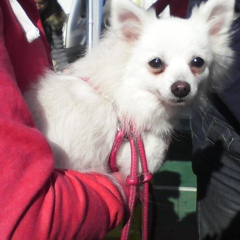 Александра Поддубная, 11.04, Кременчуг