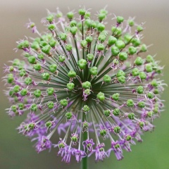 Олена Михайленко, 26.02.1979, Киев