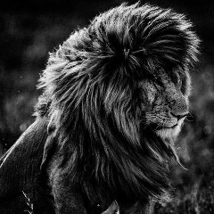 Zurab Merzhoev, 11.06.1993, Назрань