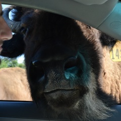 Лев Сподынейко, Санкт-Петербург