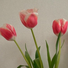 Алиса Рейнгардт, 01.03.1997, Бишкек