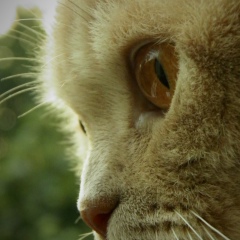 Руслан Вириатович, 27.01.1986, Харьков