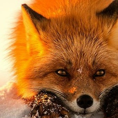 Алина Федорова, 16.10, Москва