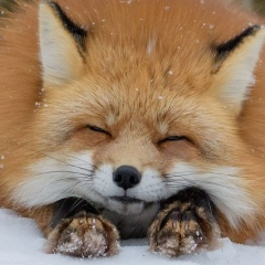 Ольга Lashkina, 18.11.1987, Москва