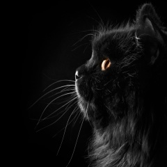 Колямбо Верный, 16.01.1990