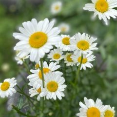 Alfina Ismailova, Ростов-на-Дону