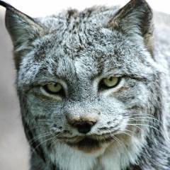 Михаил Римский-Корсаков, Санкт-Петербург
