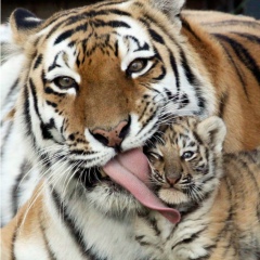 Гарик Степанян, 21.02.1986, Ростов-на-Дону