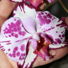 Елена Комарницкая, 20.10, Киев