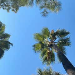 Надежда Цалова, Тольятти