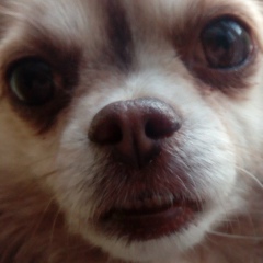 Николай До, 19.06.1901, Санкт-Петербург