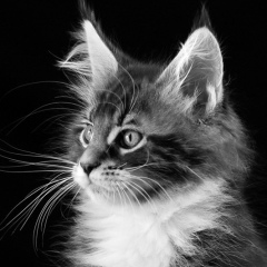 Андрей Фещук, Белая Церковь