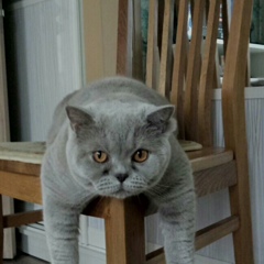 Алексей Леонидович, 13.06.1986, Алматы