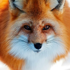 Людмила Мельникова, 24.05, Новосибирск