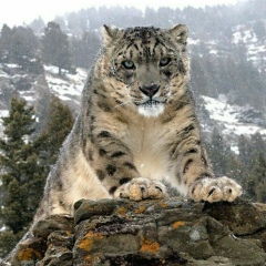 Дамир Утемисов, 29.04.1984, Ставрополь