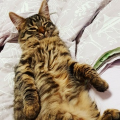 Руслан Зейналов, 24.07.1994, Москва