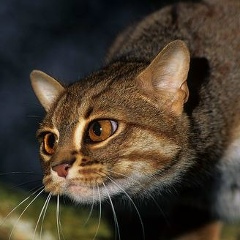 Анна Родина, 03.02.1983, Москва