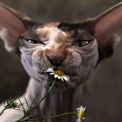 Джевеліна Байрактарова, 17.02.1987, New York City