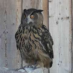 Оксан@ 7, 10.05, Chemnitz