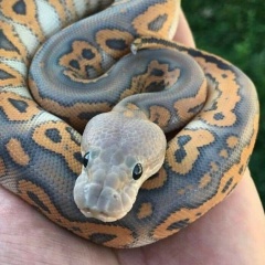 Алексей Бойко, 01.08