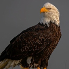 Сергей Горбенко